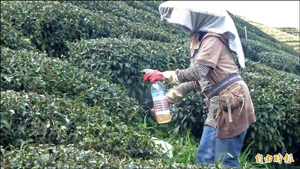 陳素蘭利用自製的雜草有機肥噴灑於茶樹，除蟲效果良好。（記者佟振國攝）