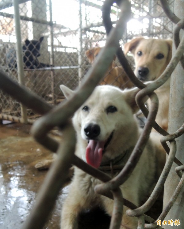 混雜犬表現並不差，但認養率普遍不如名種犬。（記者蔡文居攝）