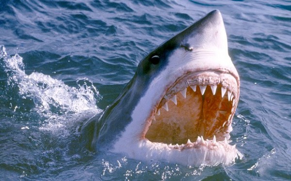 大白鯊攻擊潛水的馬修，即使吃痛被擊退，仍鍥而不捨的回頭又攻擊馬修3次。（圖取自每日電訊報）