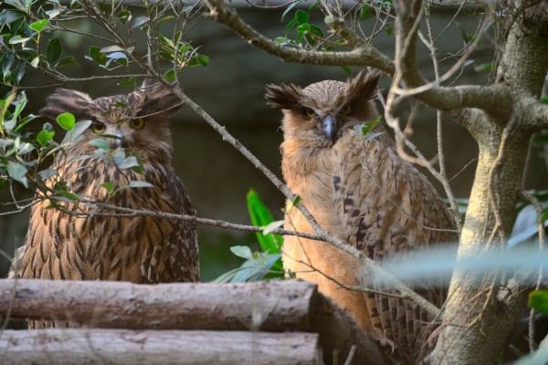 黃魚鴞寶寶「小豬」與媽媽「嘿美」。（台北市立動物園提供）