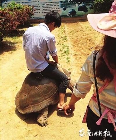 中國福建海滄動物園，遭只靠讓遊客騎烏龜拍照賺錢，如遇到烏龜不動，身旁的工作人員便會拿螺絲起子捅龜殼下面，逼他們動起來接客。（圖取自東快網）