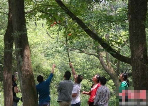 中國某風景區5月1日起舉辦「風鈴節」，沒想到不到一個星期的時間，風鈴就被拿光光，活動被迫提早結束。（圖擷自網路） 