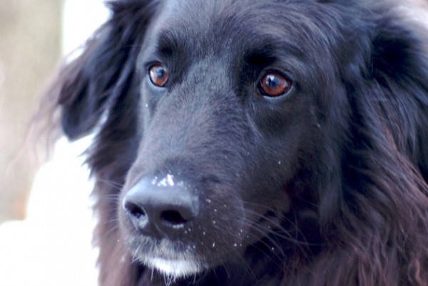 日本將引進嗅癌犬，據表示準確率高達99.7%。（擷自日經中文網）