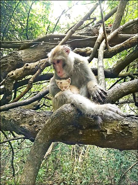 高雄壽山十二歲公獼猴「破四弟」，陸續撫養六隻流浪小貓，牠餵貓吃東西、幫貓抓跳蚤、哄貓睡覺，十足像個母親。（圖：林美美提供）