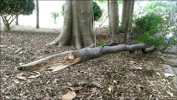 南市東區巴克禮公園內小葉欖仁樹的一根粗樹枝斷裂砸傷一婦人。（記者王俊忠翻攝）