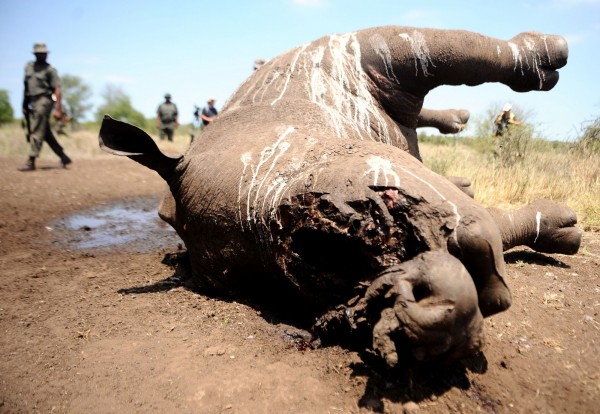 南非當局統計，今年前4個月，南非境內共有至少393頭犀牛遭到獵殺，創下歷史新高。（法新社）