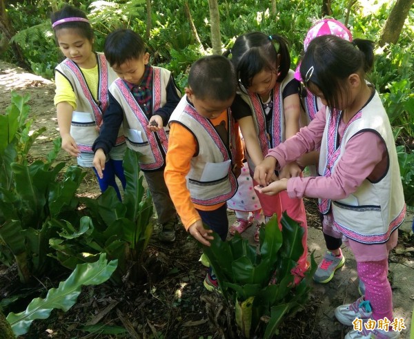 秀林國小附設幼兒園下田採山蘇，學童仔細觀察山蘇生長歷程，學習當個小小農夫。（記者王峻祺攝）