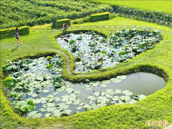 彰化心型池塘因外型類似澎湖七美的雙心石滬而爆紅。（記者顏宏駿攝）