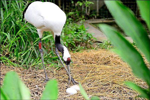 丹頂鶴Kika翻蛋。（台北市立動物園提供）