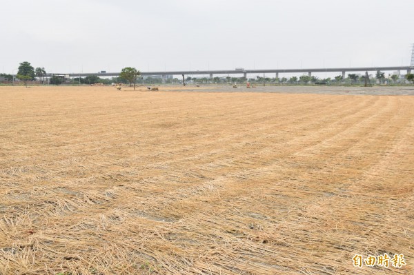 南科高雄園區在東側用地舖稻草防塵，引起民眾好奇打探。（記者蘇福男攝）