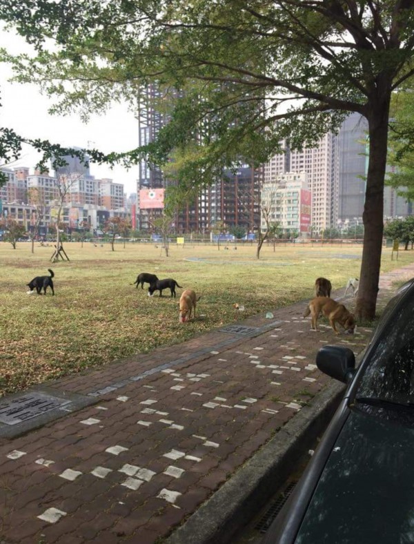 網友表示，很多流浪貓狗甚至是非法繁殖場因為沒有價值性而扔出來的。（圖截取自網路）