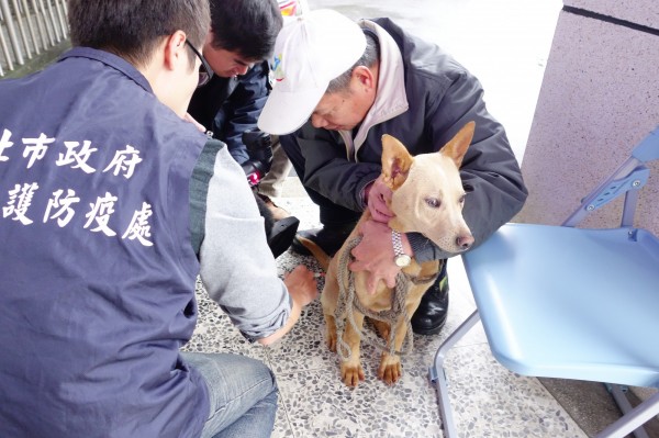 新北市政府農業局動物保護防疫處要求轄內飼主替家中犬貓完成狂犬病疫苗注射，否則開罰。首波通知單寄發對象為飼養獒犬者。（新北市政府農業局動物保護防疫處提供）