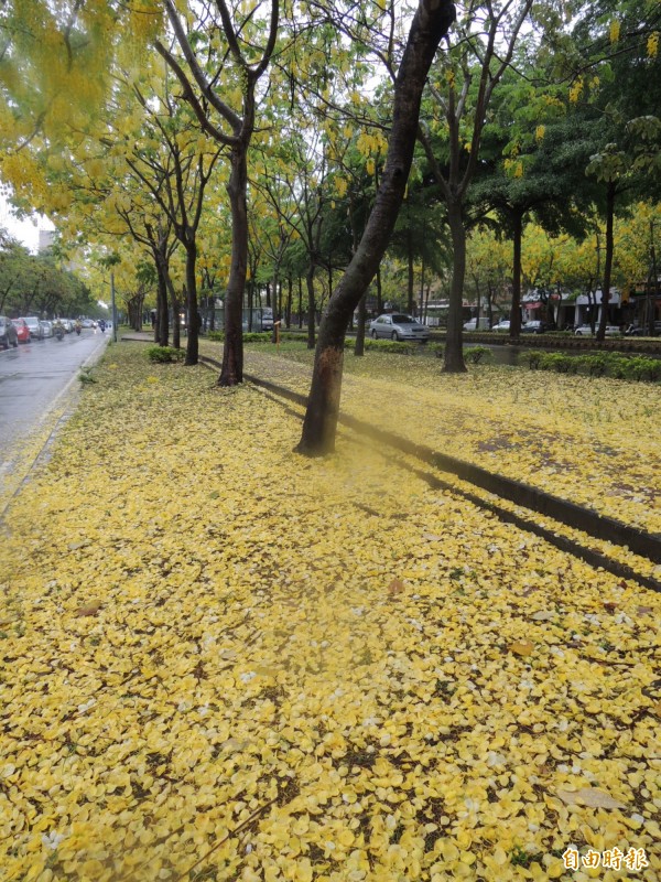 東豐路上的阿勃勒，隨雨飄落鋪成花毯，化作春泥更護花。（記者洪瑞琴攝）