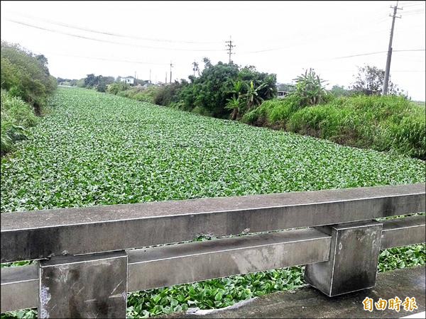 荷包嶼橋上游變成「綠河」，整個水面被布袋蓮占據，一望無際。（記者吳世聰攝）