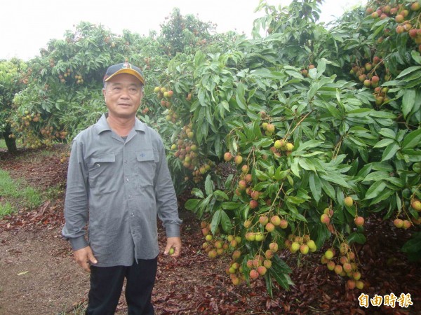 玉荷包荔枝由大樹區農會尤惠璋奪冠。（記者陳文嬋攝）