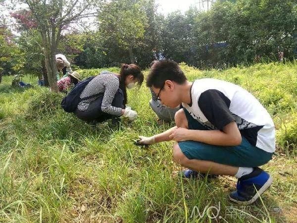 中國武漢華中科技大學，日前要求應屆畢業生，返校參加為期5天的公益勞動課，為學校拔草，如未完成，就無法畢業，引發學生不滿。（圖取自央廣網）