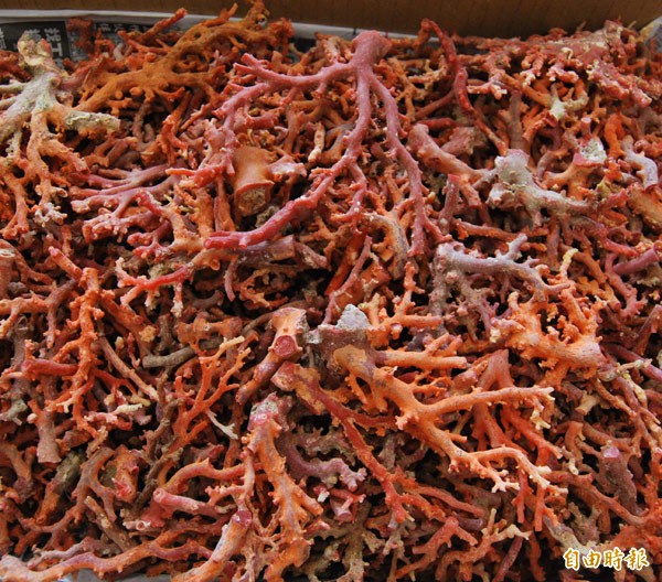 紅珊瑚。（資料照，記者江志雄攝）