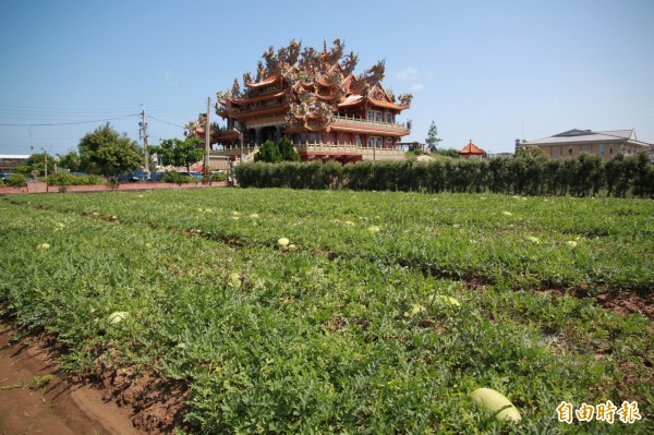 後龍鎮出產的西瓜甜度高口感又特殊，因品質優良遠近馳名。（記者鄭鴻達攝）