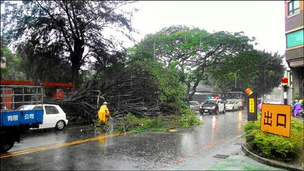 大榕樹因雨倒塌。（記者林良昇翻攝）