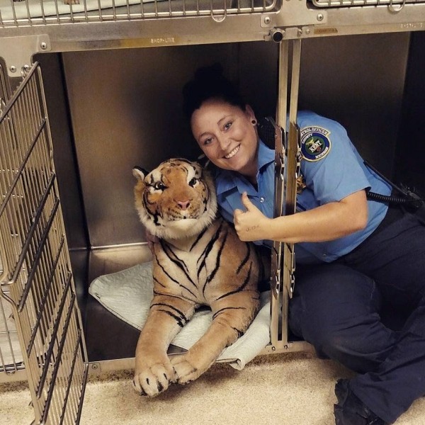 美國密西根州動物管制人員日前出動捕虎，結果補到玩具老虎。（摘自網路）