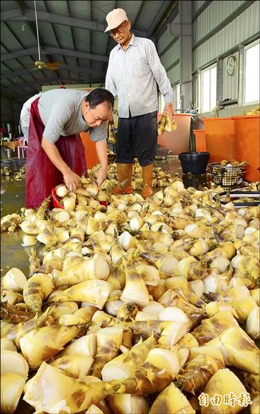 這波梅雨過後，綠竹筍收成增加，到貨量明顯提升。（記者吳俊鋒攝）