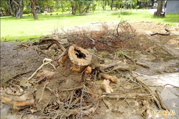 佳里中山公園內死亡的珍貴樹木琉球松昨天移除。（記者劉婉君攝）