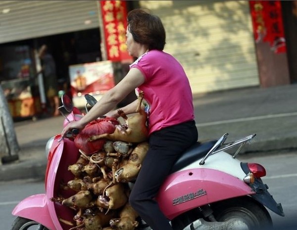 廣西狗肉節將近，許多貓狗被當地商販收購。（圖擷取自網路）