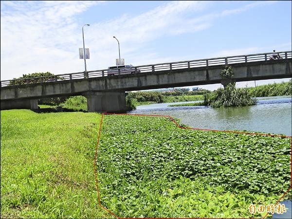 宜蘭河濱公園部分河段因水草蔓生，導致水、陸界線模糊，如圖紅框內的水草下方屬河道範圍，顏色和一旁的草地接近，民眾如不小心踏入水草區，恐有墜河危機。（記者王揚宇攝）