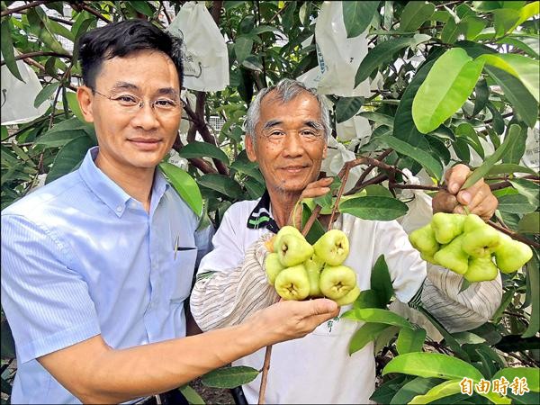 林永豐（右）用有機肥栽種白蓮霧，新市區長邱保華鼓勵他多栽種、提昇產量。（記者林孟婷攝）