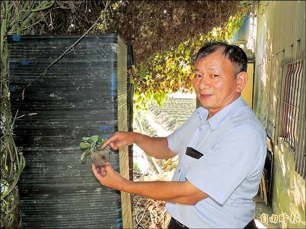 莓農育苗飽受草莓炭疽病之苦，又對農委會與衛福部管理雙頭馬車無所適從。（記者蔡政珉攝）