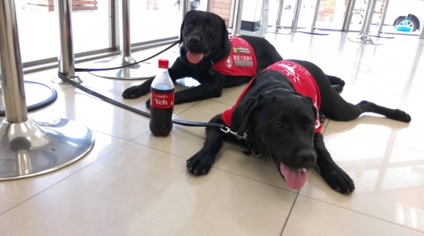 賴男帶2隻導盲犬進入便利商店，狗兒乖乖趴在地面。（記者湯世名翻攝）