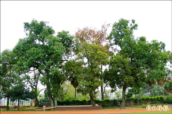 南市珍貴樹木新增13株，樹人國小3株芒果樹也列入保護。（記者王涵平攝）