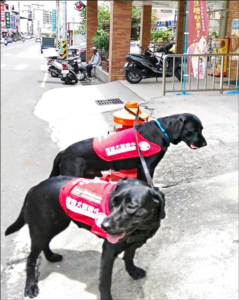 擔任導盲犬寄養家庭的賴姓民眾，帶著兩隻導盲犬進入便利商店，反遭店家趕出店外，他只好把狗兒拴在店外的消防栓上。（記者湯世名翻攝）