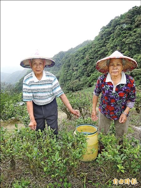 坪林茶鄉美景，需要能兼顧環境生態和產業永續，但茶葉生產面臨人口老化困境。（記者翁聿煌攝）