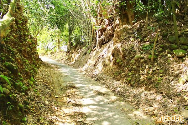 旗山中寮山下的百年古道「牛屎巷」，是早期居民重要的對外道路。（記者陳祐誠攝）