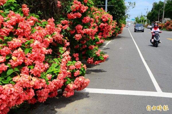 炎熱、高溫，一般花卉不容易盛開，大內區南182線道路旁，成欉的「粉萼花」正美麗綻放，過往人車驚艷；歸仁區七甲五街花卉產銷班長黃毅斌說，多年生的粉萼花，由於花萼很大，且呈現粉紅色，故名，又叫玉葉金花，愈熱愈開花，因此有「夏天聖誕紅」之稱。（記者吳俊鋒攝）