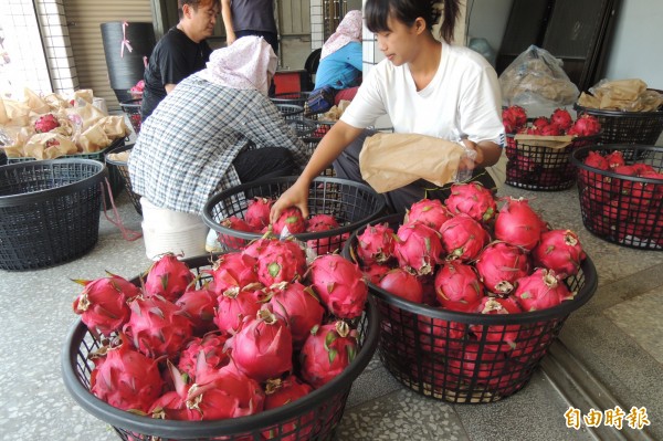 台東紅龍果清甜上市。（記者張存薇攝）