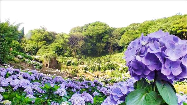 花期到7月竹子湖繡球花盛開 地方 自由時報電子報