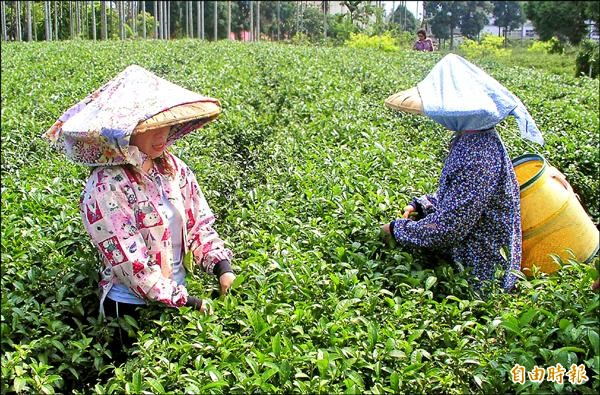 鹿谷鄉的茶葉品質佳，均是採茶工手採茶葉。（記者陳鳳麗攝）