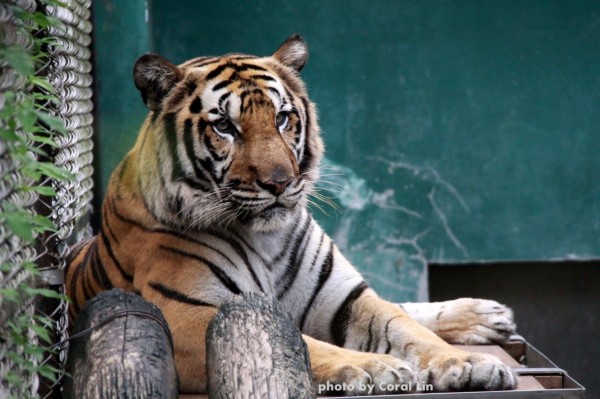 逃脫出來的孟加拉虎「大頭」。（台北市動物園提供）