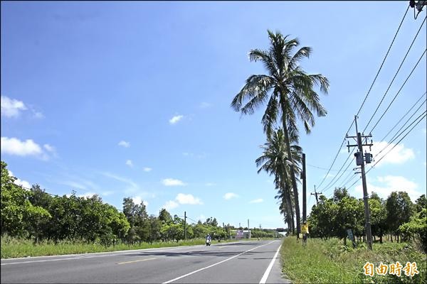 屏一八七線椰林大道，因影響用路人安全，昨天起將四十二棵椰子樹全部砍除。圖為西向車道側的椰子樹已砍除，東向則待砍除。（記者陳彥廷攝）