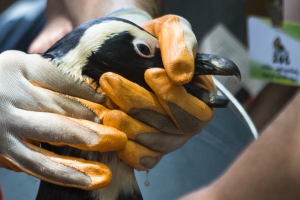 喬治亞洪水成災，造成動物園動物脫逃，一隻企鵝游了很遠之後被發現並捕捉回動物園。（美聯社）