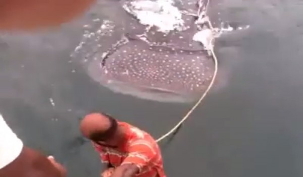 兩名男子看到鯨鯊便踩到牠背上衝浪，待鯨鯊下沉後才游回船上。（圖片擷取自臉書）