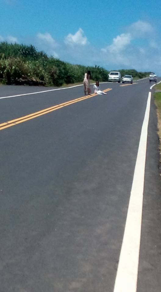 中客跑到馬路中央拍照，完全不顧後方還有來車。（圖擷自臉書）