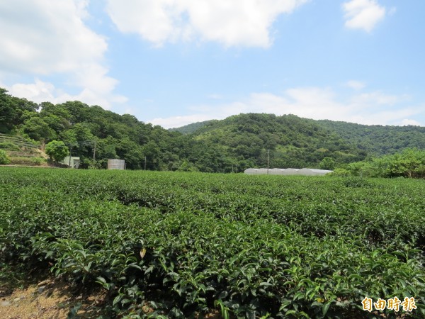 冬山鄉中山村內有1/8土地面積種植紅茶、綠茶等茶種。（記者王揚宇攝）