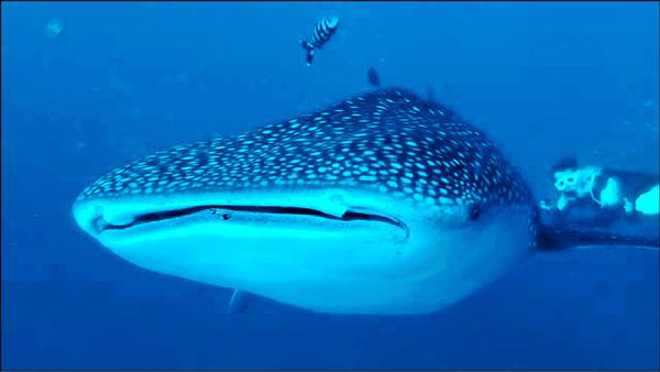 小琉球出現鯨鯊蹤影。（數位藍海潛水俱樂部提供）
