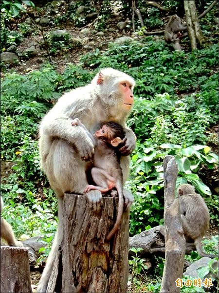 中台科大昨日在大坑知名「郭叔叔獼猴園」成立生態教室，未來將開設「大坑學」，教學生認識學校所在的大坑生態風景，培訓導覽志工並引進學校研究資源，協助建立獼猴生態研究。（記者蘇孟娟攝）