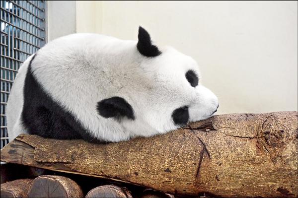 大貓熊「圓圓」最近活動量、食慾下降，可能有喜了。（台北市立動物園提供）