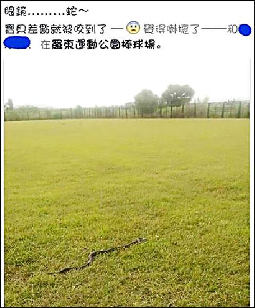 民眾日前在羅東運動公園發現疑似眼鏡蛇。（擷取自臉書）