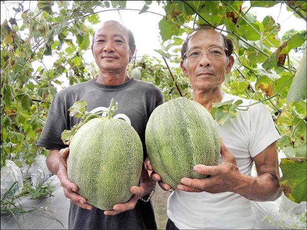 壯圍哈密瓜進入盛產期，瓜農曾欽國（右）、壯圍鄉農會理事曾松柏（左），批農會宣傳不力。（記者江志雄攝）